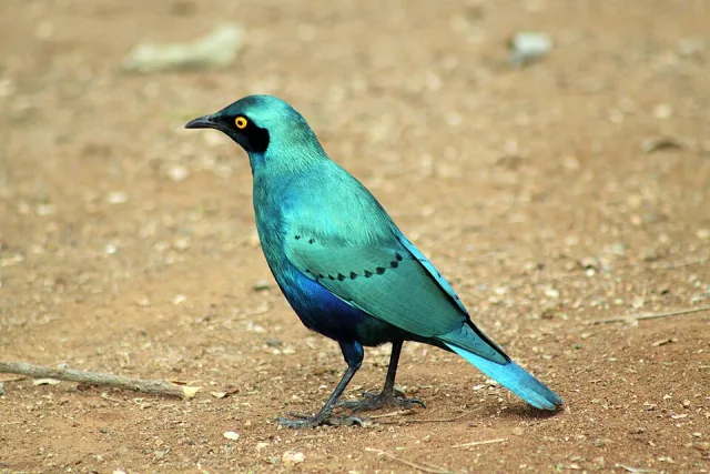 Brilliant blue green songbird with dark face.