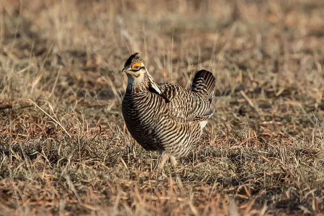 Large brown gamebird with white streaks and orange eyebrow.