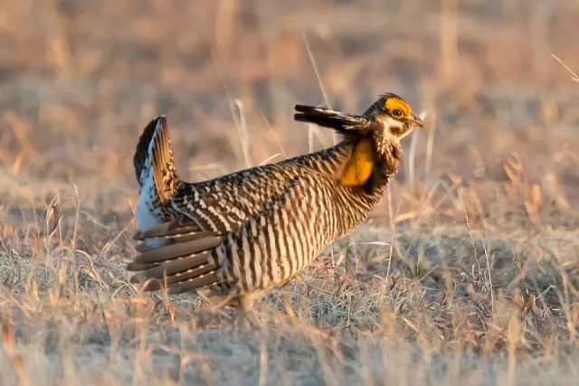 Large gamebird with brown and white steaky plumage and large orange cheeks.