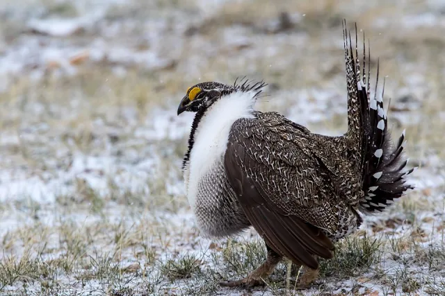 A large chicken like bird with gray, brown and cream fluffed up plumage. It has a yellow stripe over the eye.