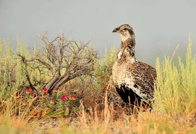 Large game bird with brown speckled plumage.