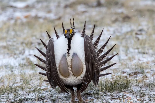 A large chicken like bird with gray, brown and cream fluffed up plumage. It has a yellow stripe over the eye.