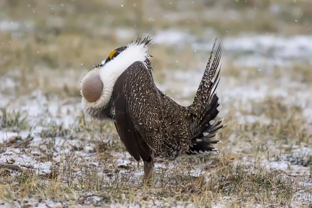 A large chicken like bird with gray, brown and cream fluffed up plumage. It has a yellow stripe over the eye.