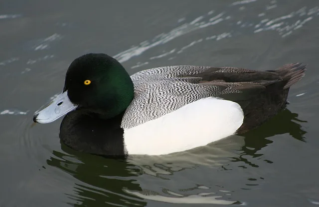 Small colorful duck with black, white and mottled plumage and dark green head.