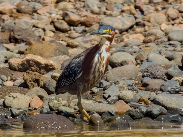Small cryptic heron with dark cap, cream and brown streaks down the chest.