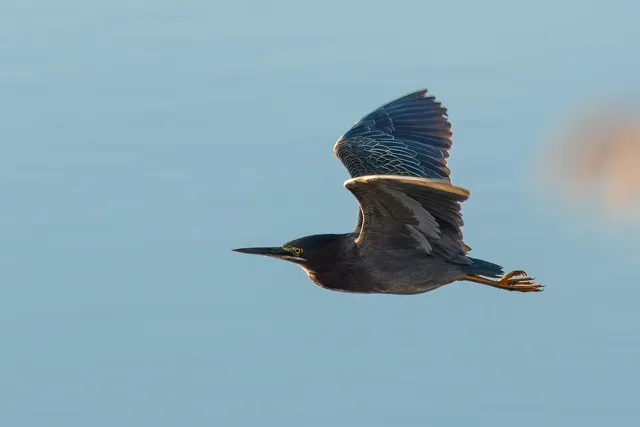 Small cryptic heron with dark cap, cream and brown streaks down the chest.