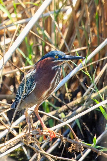 Small cryptic heron with dark cap, cream and brown streaks down the chest.
