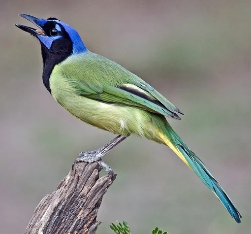 Large songbird with green body, black cheeks and blue cap.