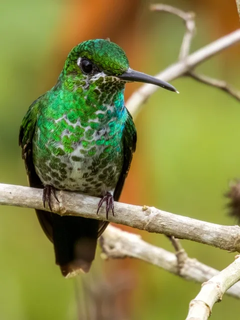 Tiny green hummingbird with white patches on the breast.