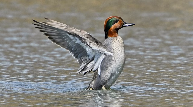 Largely gray duck with rich chestnut head and bright green streak above the eye.