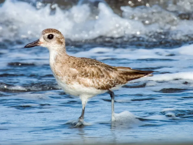 Plump pale brown and buff wader with large eye and large bill.