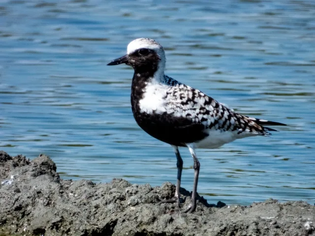 Black and white plump shorebird