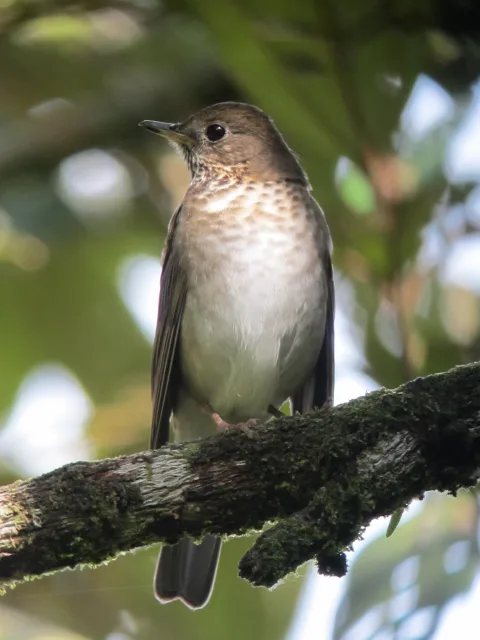 Thrush like bird with pale underparts, brown back and gray cheek.