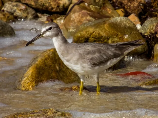 Gray shore bird with yellow legs and paler face.