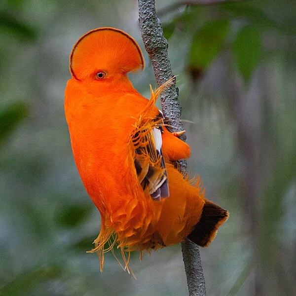 Brilliant red bird with odd crest running between the eyes.