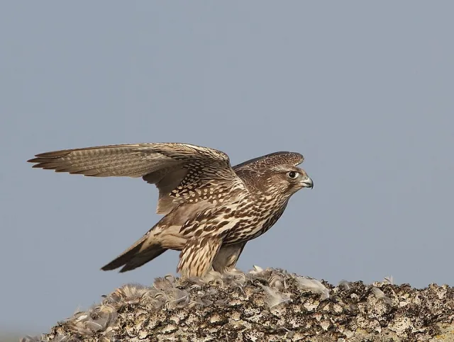 Largely brown bird of prey with paler speckles all over.