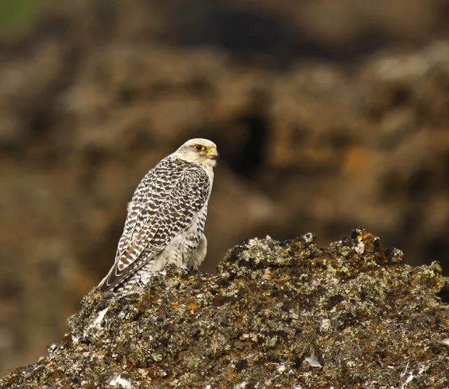 Largely white bird of prey with dark flecks on the back.