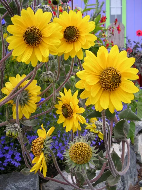Group of bright yellow sunflowers.