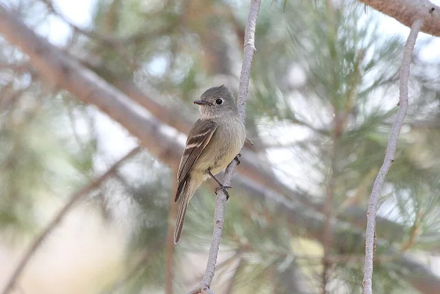 Grey and pale olive forest bird with cream wingbars.