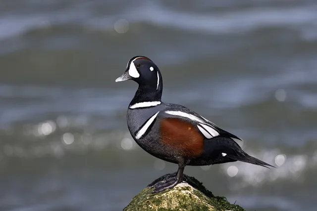 Striking dark duck with white marks around the flanks, breast and in front of the bill.