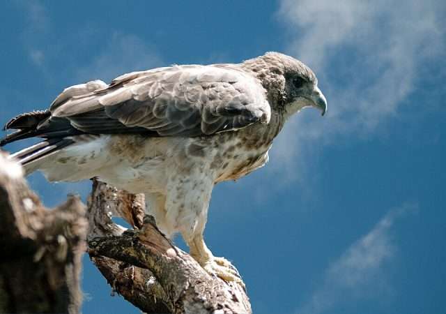 Pale fronted bird of prey with gray bill.