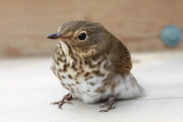 Small thrush fledgling with fluffy brown and cream fethers.