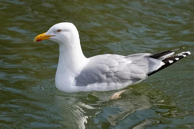 Large gull with white head and breast, gray back and red spot on a yellow bill.