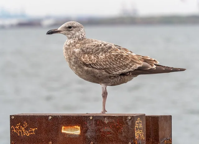 Juvenile gull with brown and cream plumage.