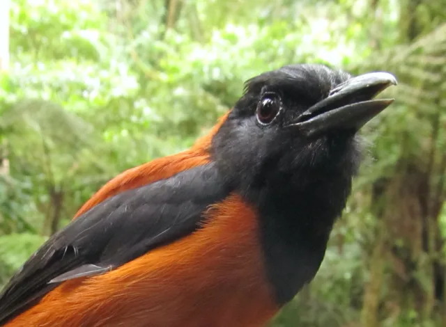 Large black bird with rufous underparts and back.