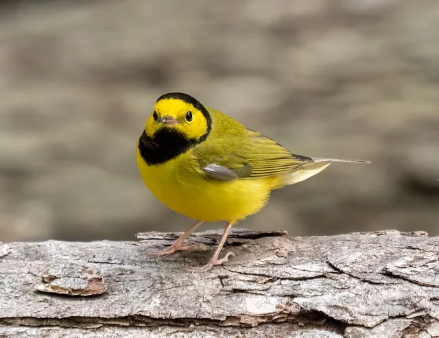 Small yellow songbird with olive back and black ring around the neck and throat.