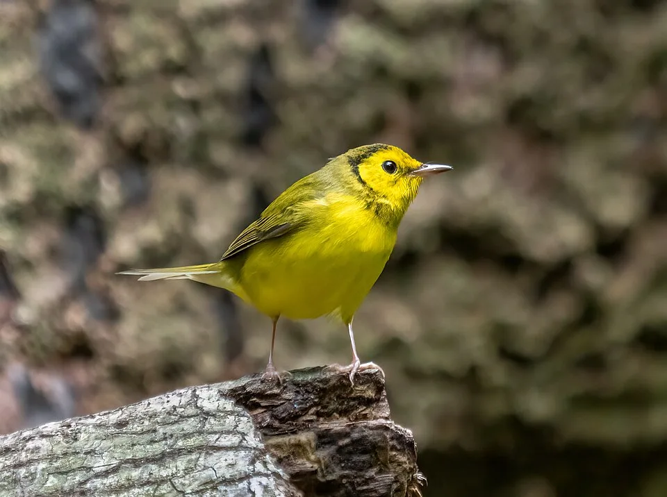 Small yellow songbird with olive back and black ring around the neck and throat.
