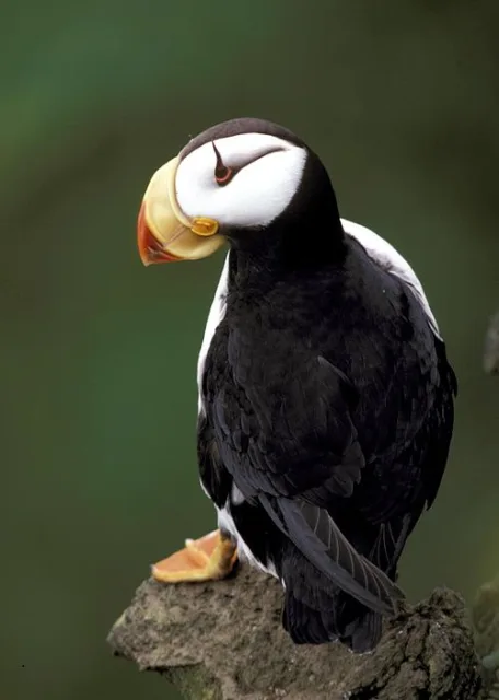 Small black backed seabird with white front, white face, red-tipped yellow bill.