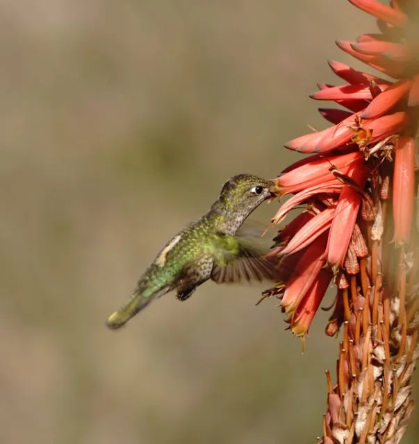 Small hummingbird feeding from a flower.