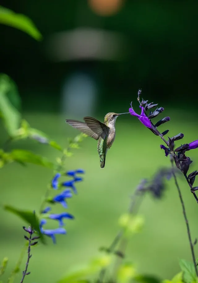 Small hummingbird feeding from a flower.