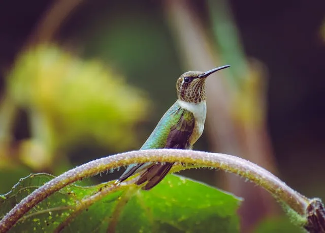 Small hummingbird sitting on a stick.
