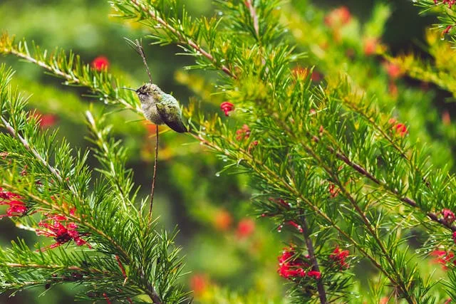 Small hummingbird sitting in a plant.