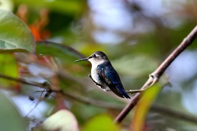 Small hummingbird sitting on a stick.