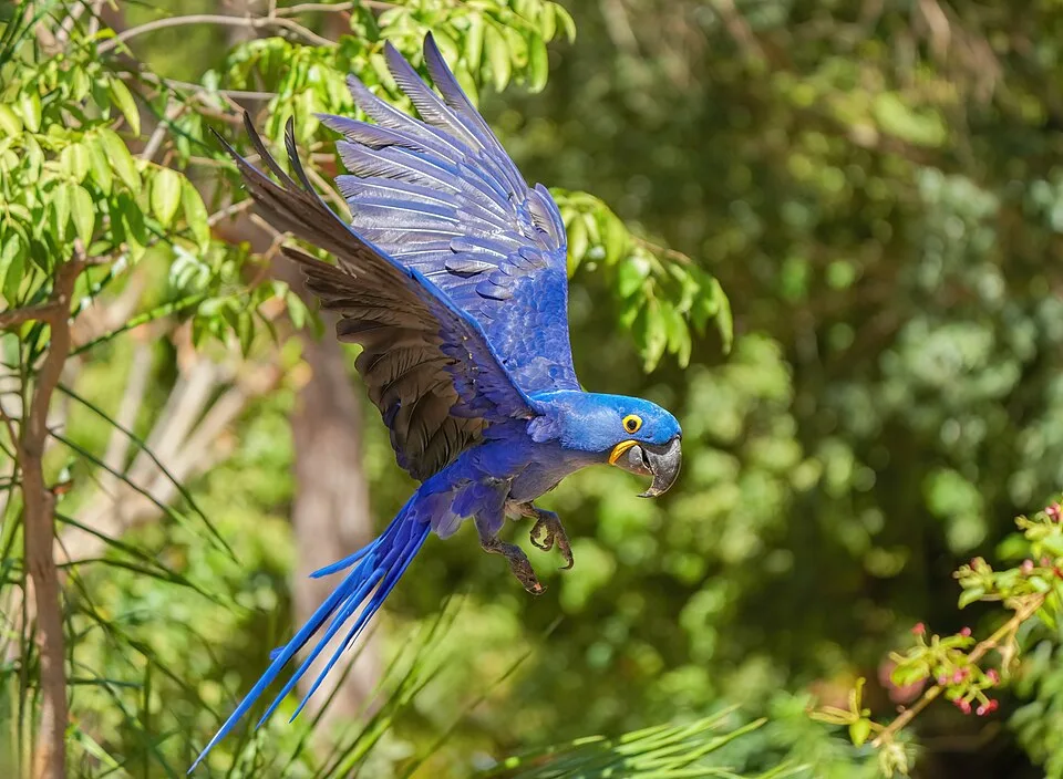 Huge parrot with bright blue plumage and long tail.