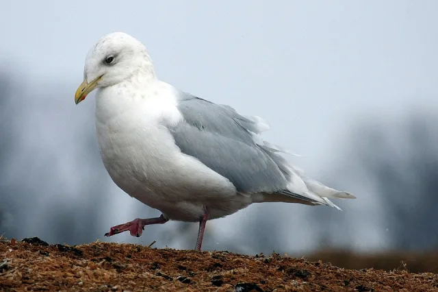 Large gull with white head and breast, gray back and red spot on a yellow bill.