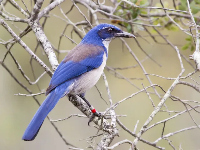 Large blue and cream bird.