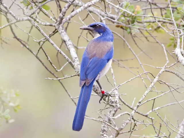 Large blue and cream bird.