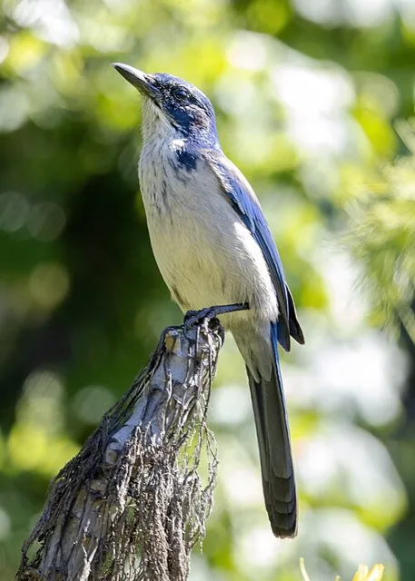 Large blue and cream bird.