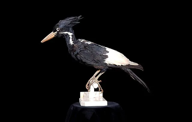 A sleek, glossy black and white bird, with a massive, chisel-tipped bill, which was the color of old ivory.
