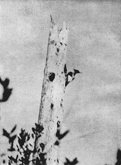 A black and white photograph of a woodpecker on a tree trunk.
