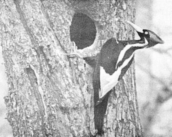 A black and white photograph of a woodpecker on a tree trunk.