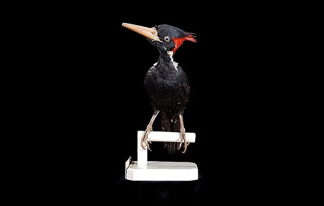 A sleek, glossy black and white bird, with a massive, chisel-tipped bill, which was the color of old ivory.
