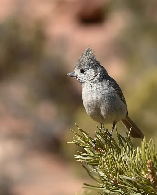 Small gray bush bird with small crest.