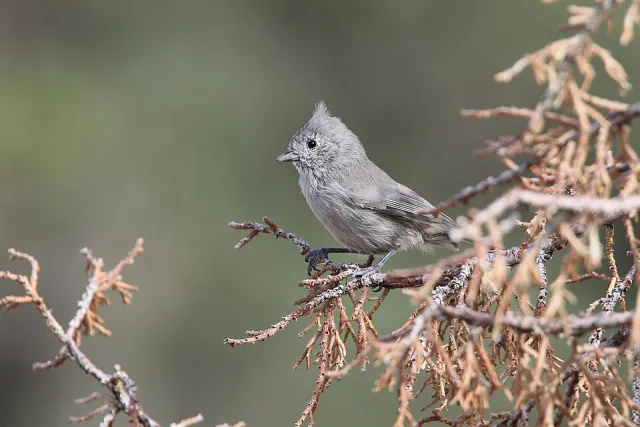 Small gray bush bird with small crest.