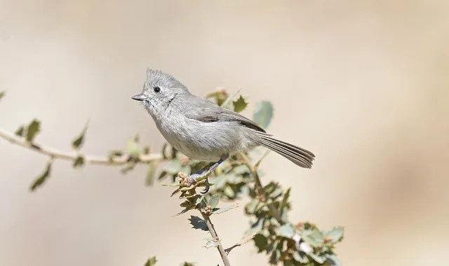 Small gray bush bird with small crest.