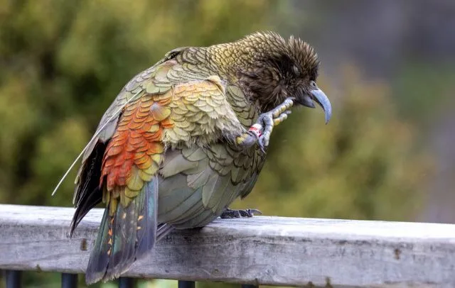 Large green parrot with red tail.